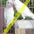 LoveBird Albino MM (H.Sudarso Amar)