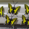 kupu kupu magnet import kuning,butterfly dekorasi suvenir hiasan 3D