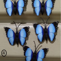 kupu kupu magnet import biru,butterfly dekorasi suvenir hiasan 3D