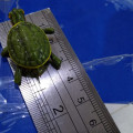 Kura kura besi magnet import,turtle dekorasi suvenir hiasan kulkas 3D