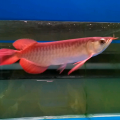 Ikan Arwana Super Red Ukuran 15 Cm + Sertifikat