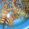 Jual lobster mutiara, hub 082292651576