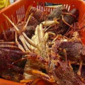 Jual lobster Pasir, hub 082292651576