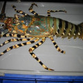 Jual lobster mutiara, hub 082292651576