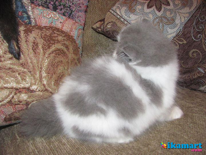 Kucing Persia Peaknose Bulu Panjang Hewan  Peliharaan 