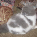 Kucing Persia Peaknose Bulu Panjang