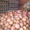 Jual Telur Ayam Mentah