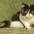 Kucing Exotic Short-hair Peaknose